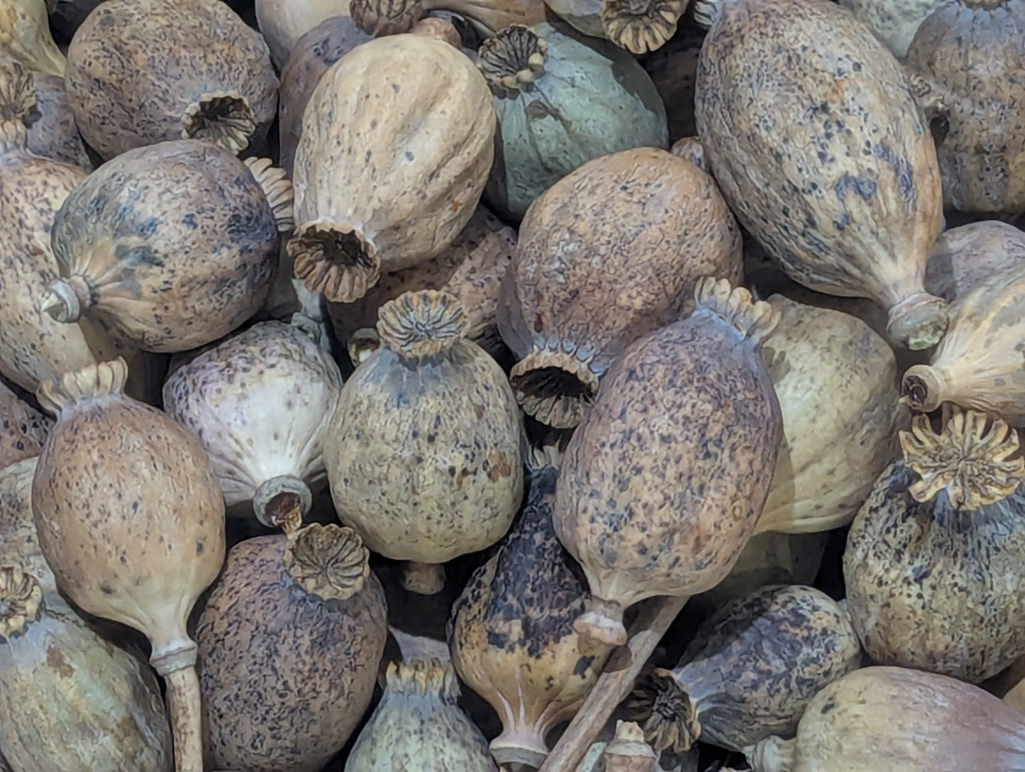Buy Natural Poppy Pods at Southern Dried Floral.Com