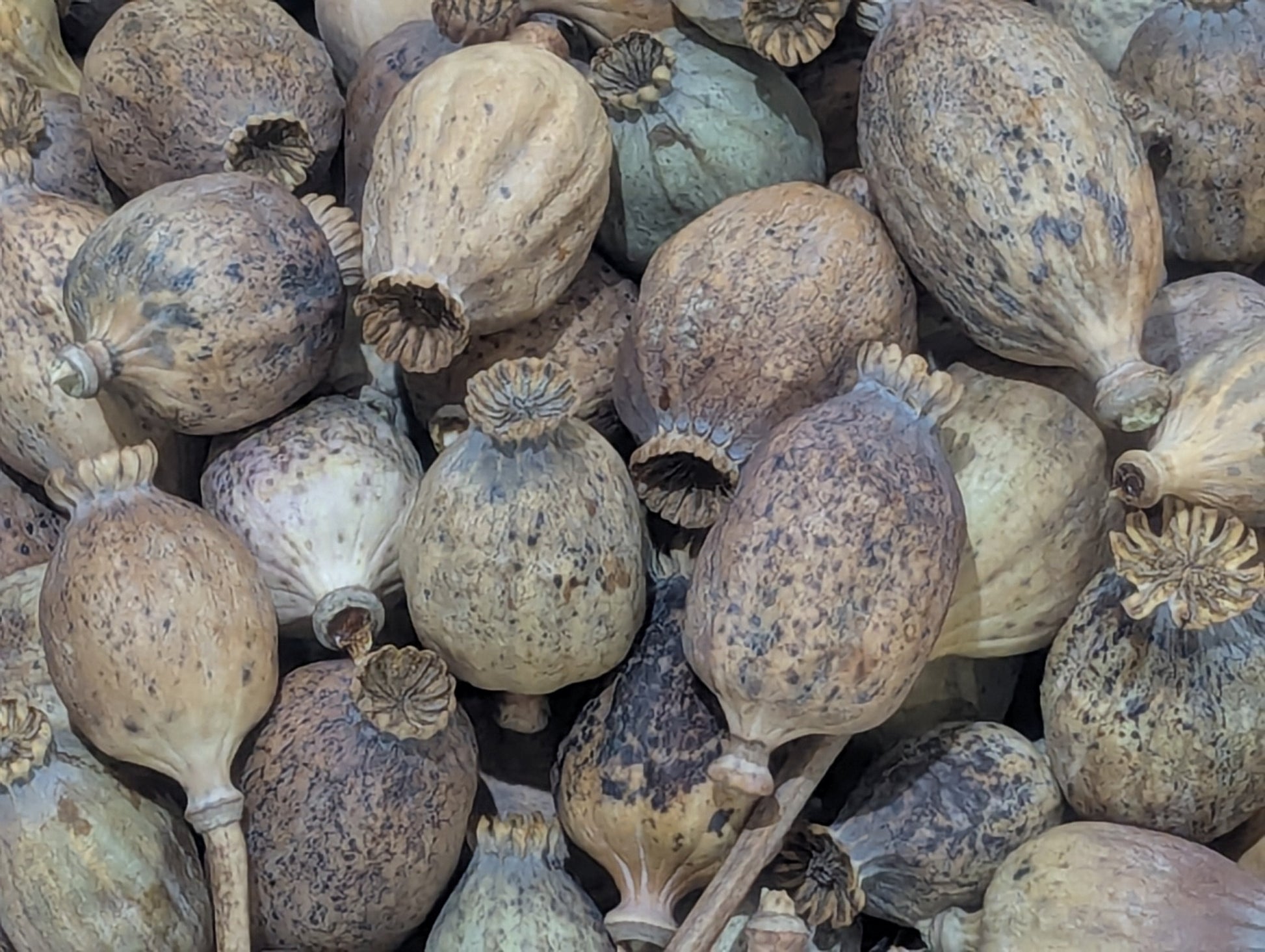 Buy Natural Poppy Pods at Southern Dried Floral.Com