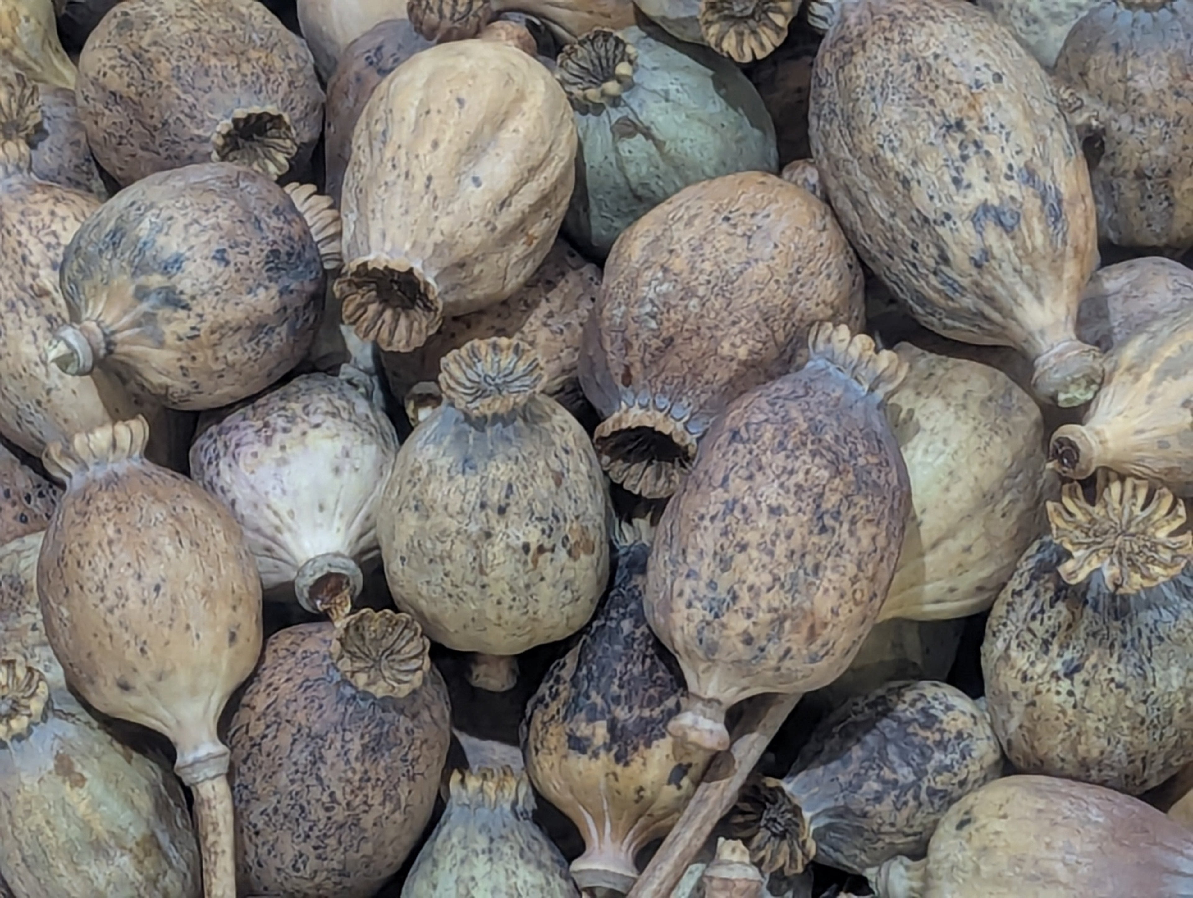 Buy Natural Poppy Pods at Southern Dried Floral.Com