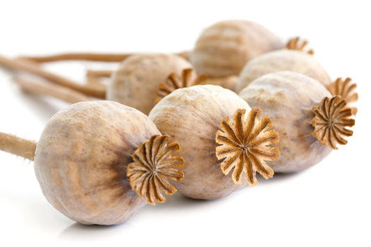 Hello & Welcome to All Clients of PoppySeed Dreams.Com,  'Southern Dried Floral' is Our Sister Site 'New, Dried Poppy Pods' Boutique, Home Floral Decor 'Select Your Order Size/Weight' "Ships Direct from USA"