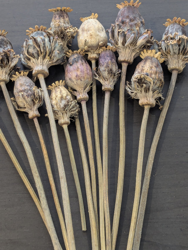 Hen & Chickens Poppy Pods