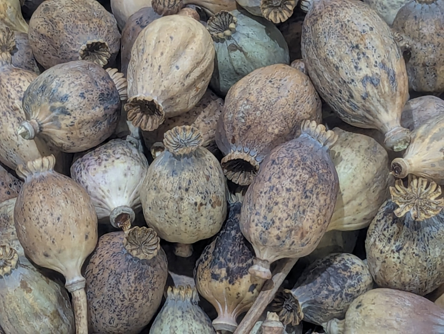 Buy Natural Poppy Pods at Southern Dried Floral.Com
