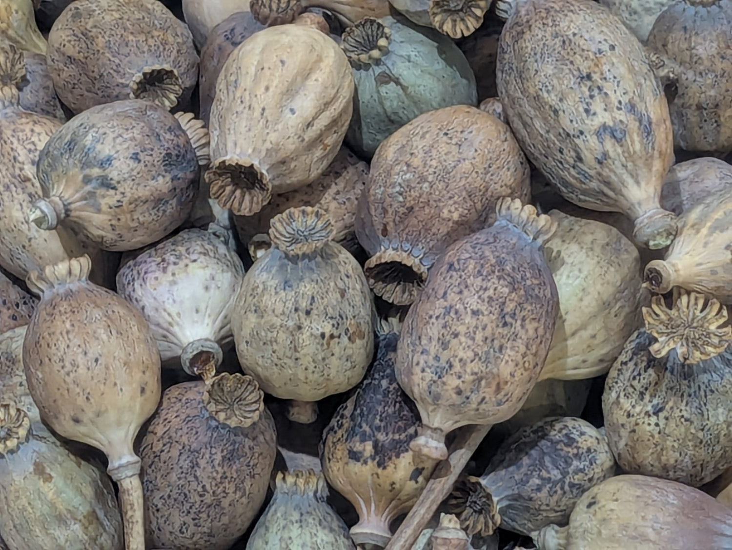Buy Natural Poppy Pods at Southern Dried Floral.Com