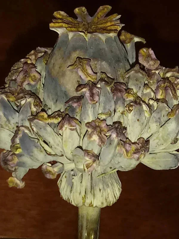 Buy Poppy Pods at PoppySeed Dreams.Com