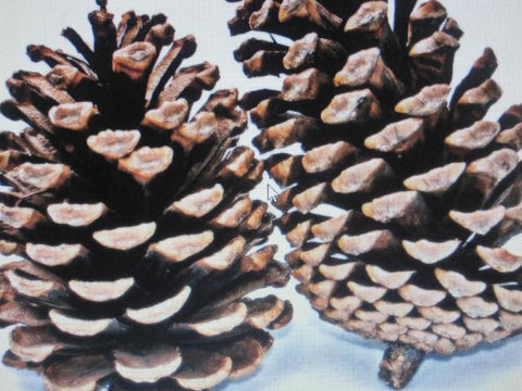 "Dried Floral Decor" '100 Pine Cones'
