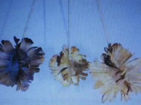 Dried Butterfly Heads - Currently Out of Stock